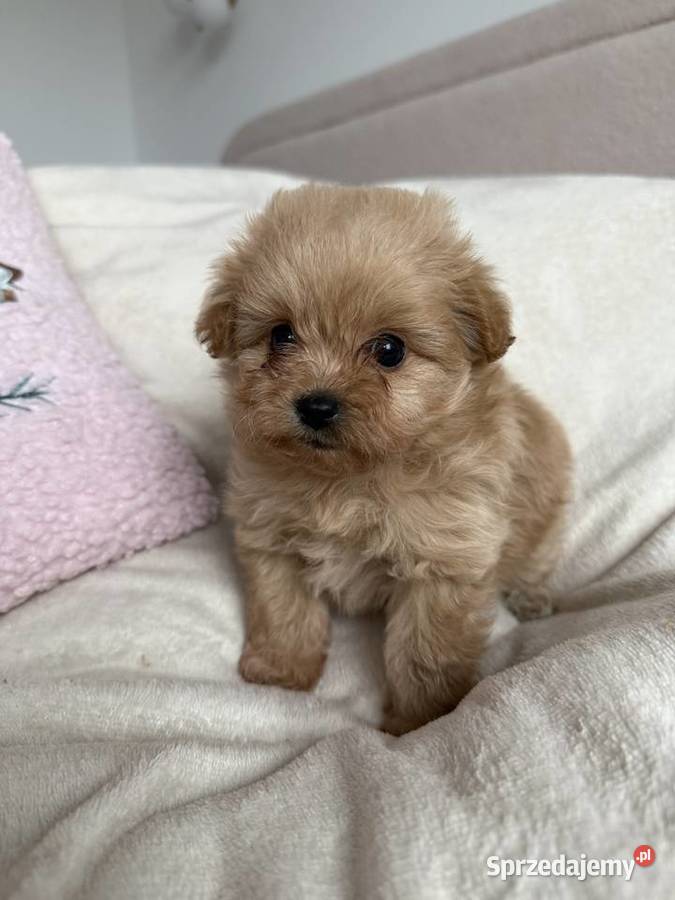 POMAPOO szpic miniaturowy pudel toy pies Szpic miniaturowy Rębieskie