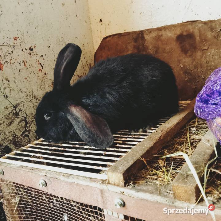 Sprzedam szczepione samice Trzepnica sprzedam