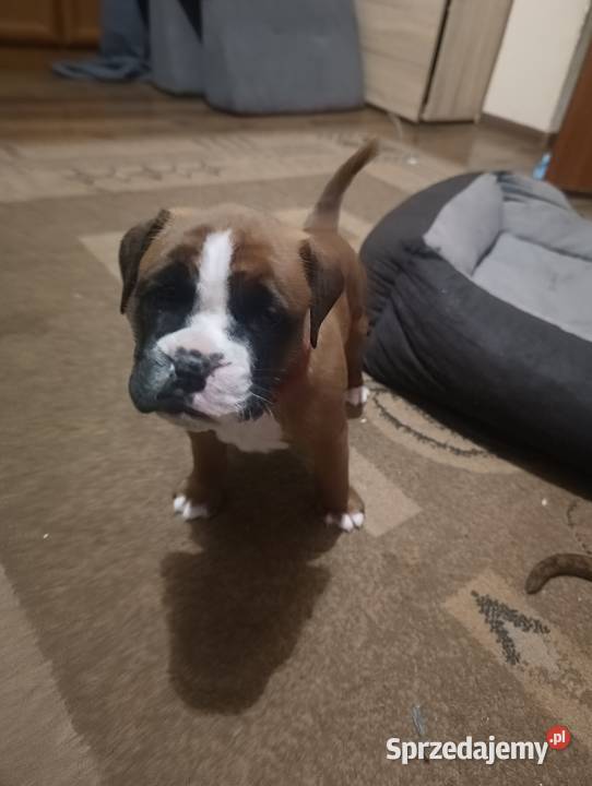 Szczeniaki bokser Bokser lubelskie Łęczna