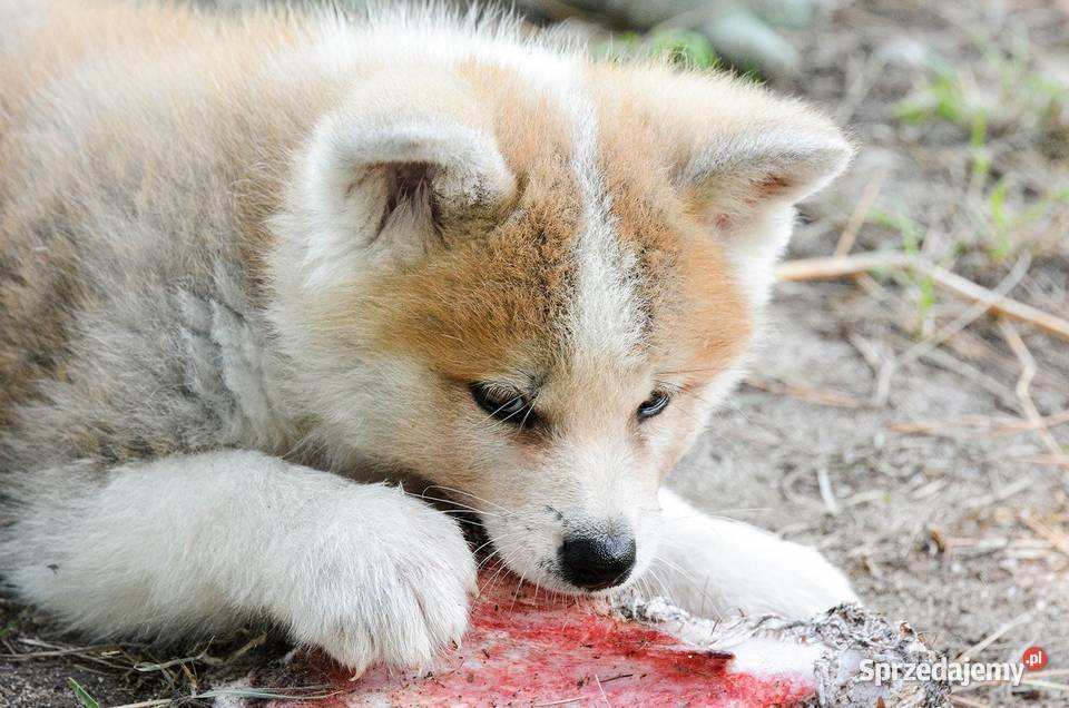 Akita inuaqkita japońska czerwone szczenięta