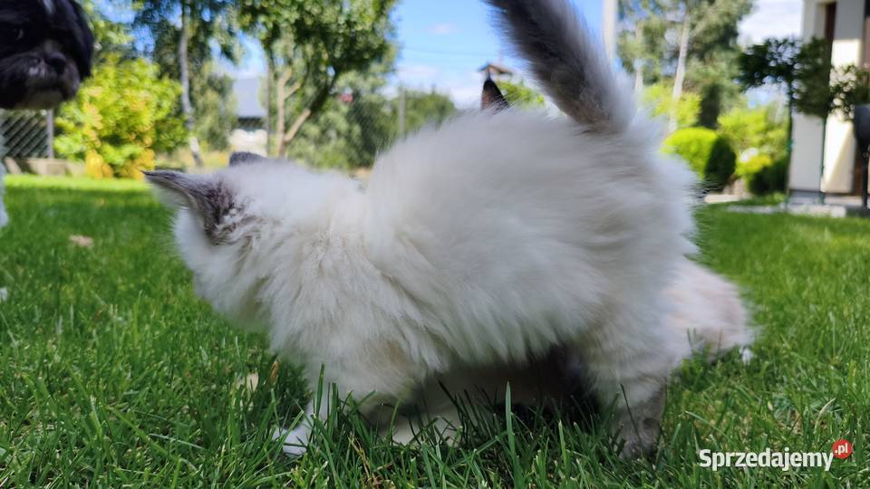 Kotka syberyjska Syberyjski mazowieckie Wyszków
