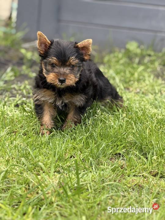 Yorkshire terrier piesek lubuskie Gorzów Wielkopolski