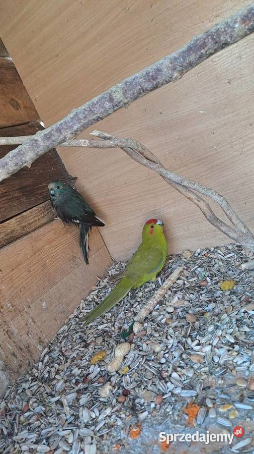 sprzedam papugi kozy Wawrzeńczyce