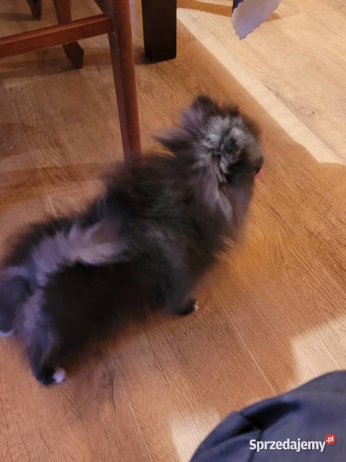 Szpic miniaturowy pomeranian Staromieście