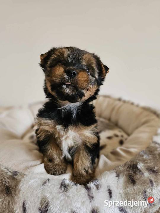 Yorkshire Terrier Samiec z Chipem Wyprawka sprzedam
