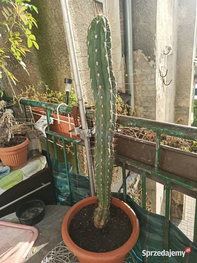 Super piękny kaktus Piła