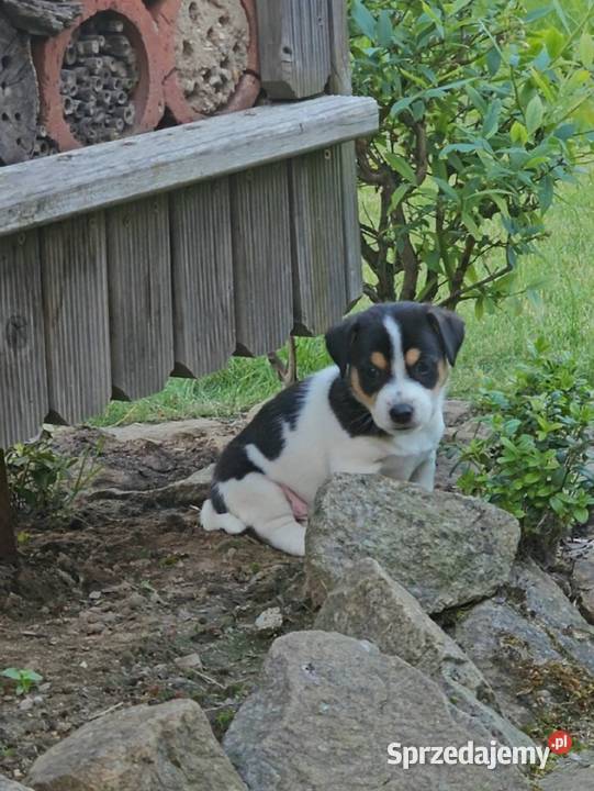 szczeniaki Jack russell terrier z rodowodem Nysa