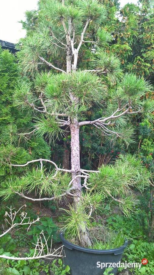 Ogrodowe Bonsai Sosna Czarna Rośliny