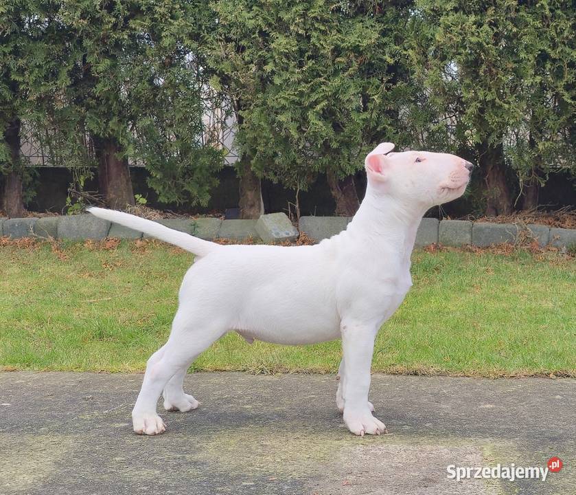 Bulterier Standard Samiec FCI Swarzewo