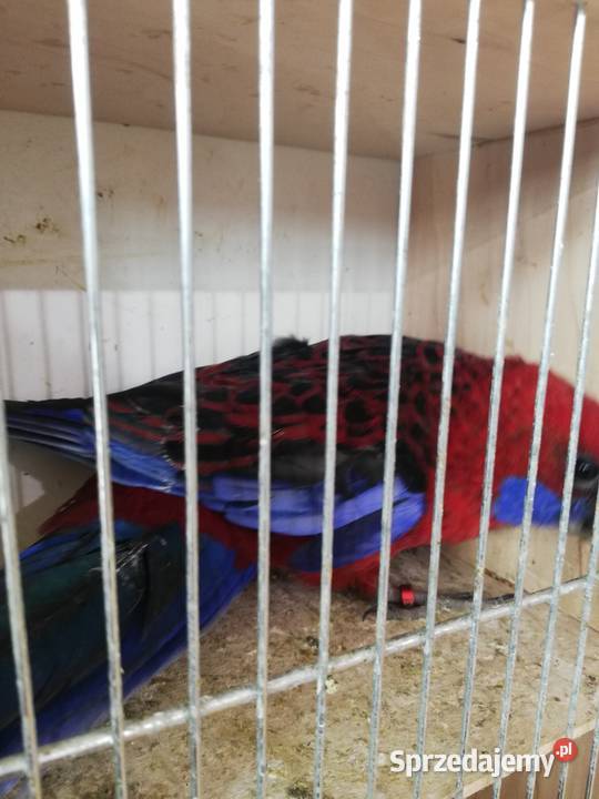 Sprzedam samca rozeli królewskiej Nowy Sącz