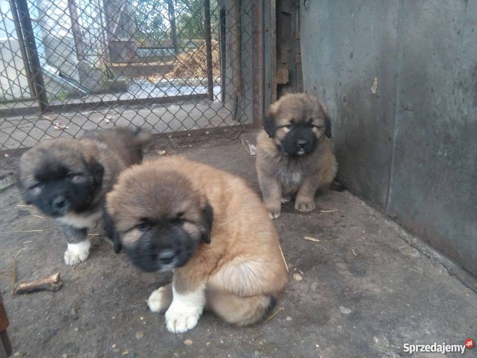 owczarek kaukaski mazowieckie