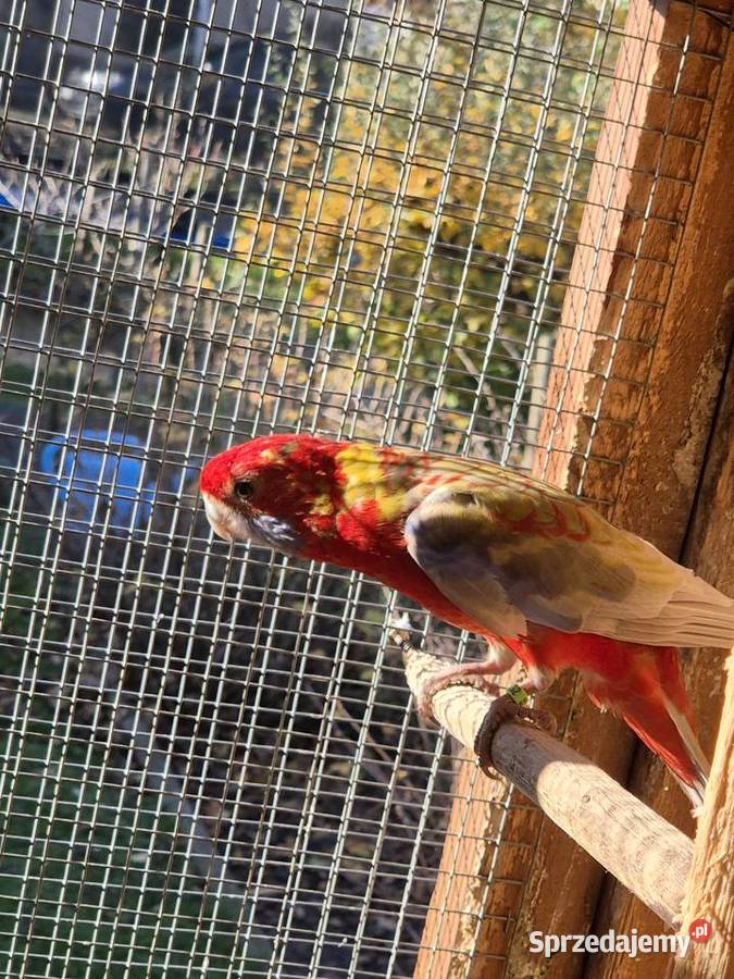 rozelle sprzedam Ptaki Kamień Śląski