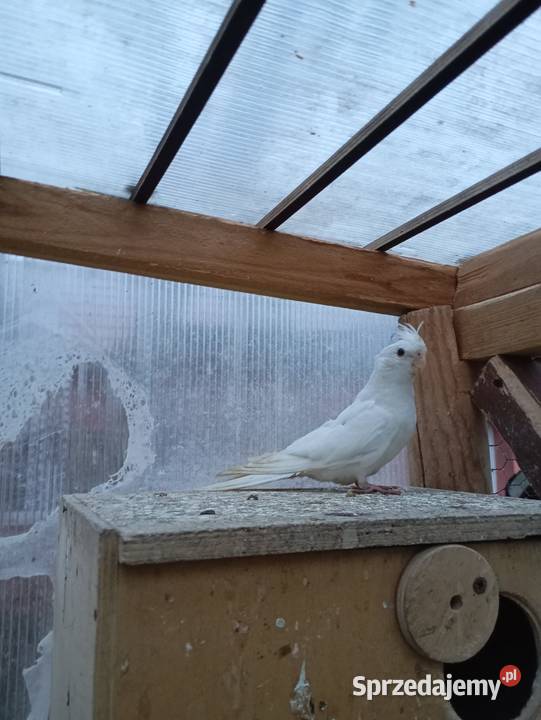 Sprzedam nimfę Tłuszcz sprzedam