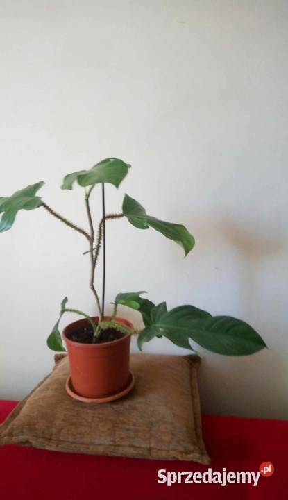 Kwiaty doniczkowe Philodendron squamiferum x Warszawa