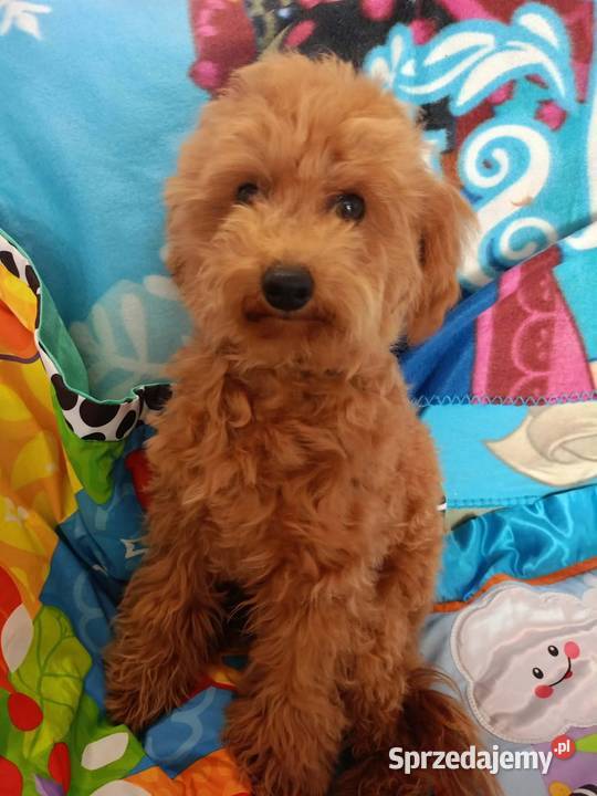 Maltipoo f1b Piesek