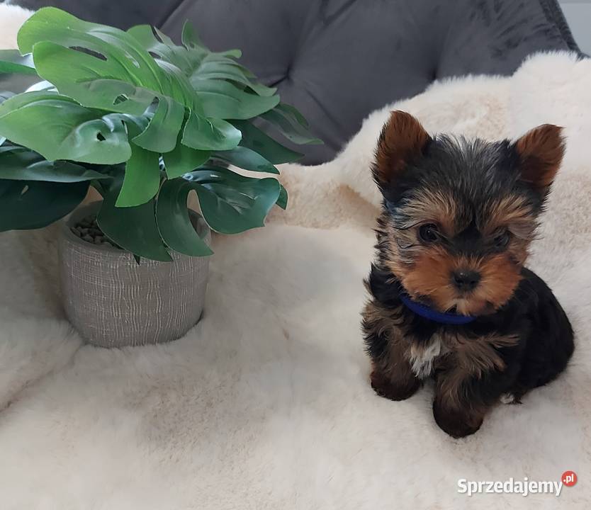 Piekne sunie yorkshire terrier Brzeg Dolny