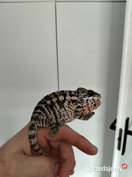 Kameleon lamparci ambilobe jaszczurka madagaskar śląskie Częstochowa