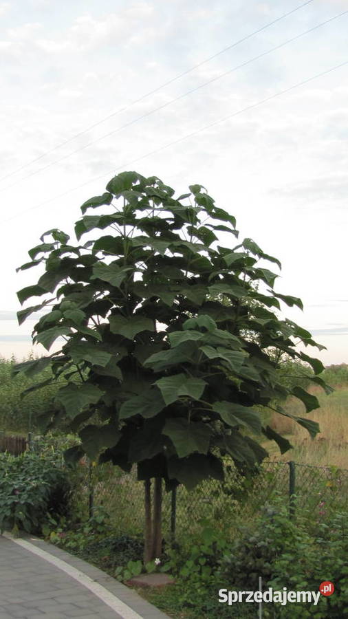 Sadzonki korzeniowe paulowni Hybryda 9503 opolskie Opole