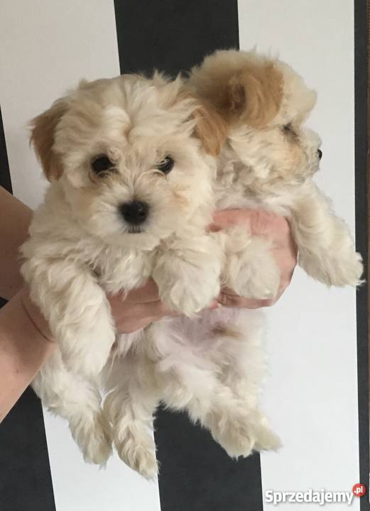 Hawańczyk Maltańczyk wielkopolskie Tarnowo Podgórne