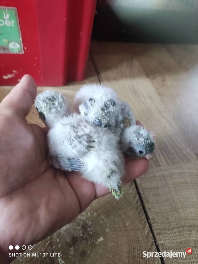 Ręcznie karmione Mnichy nizinne sprzedam