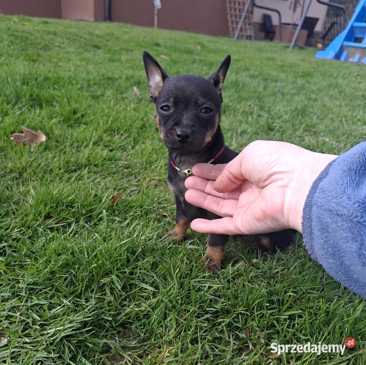 Sunia pinczer miniatury podkarpackie Jasło