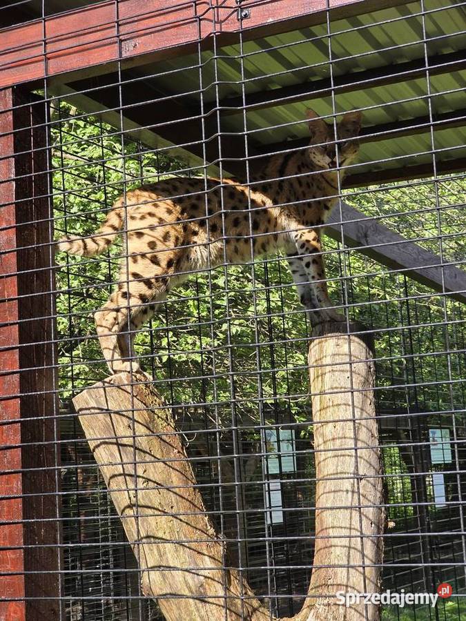 Serwal sawannowy serval kot egzotyczny samiec