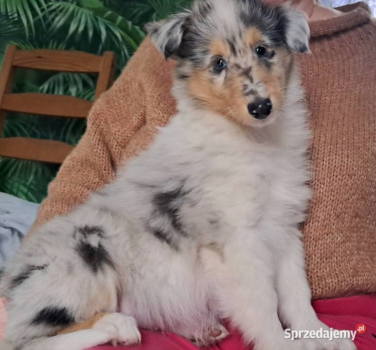 Owczarek szkocki Collie siczka Bełchatów