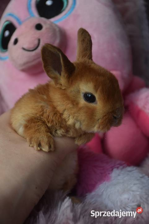 Karzełek rex króliki karzełki Mini sprzedam
