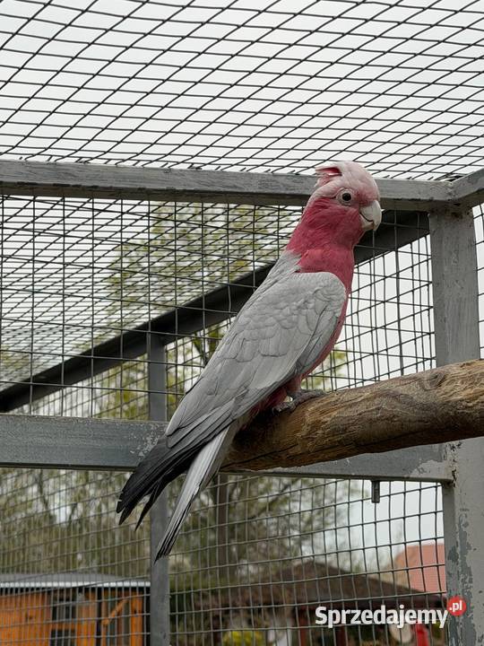 Papuga kakadu różowa sprzedam