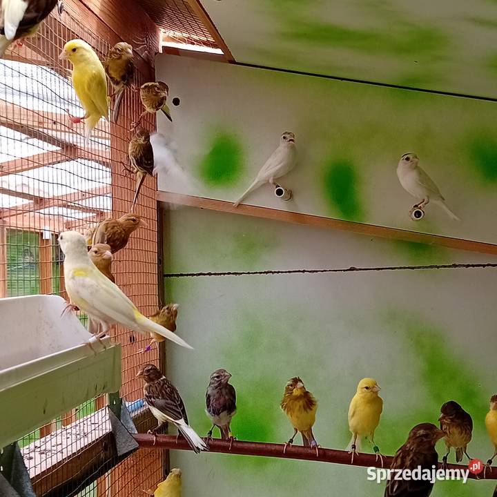 Kanarki miniatura hiszpańska dolnośląskie