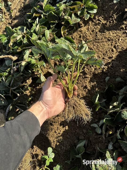 Wyorywacz kopaczka do sadzonek truskawek Januszówka