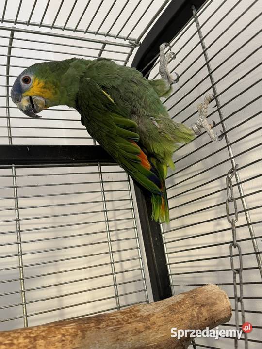 Papuga amazonka kurika niebieskoczelna Wieliczka