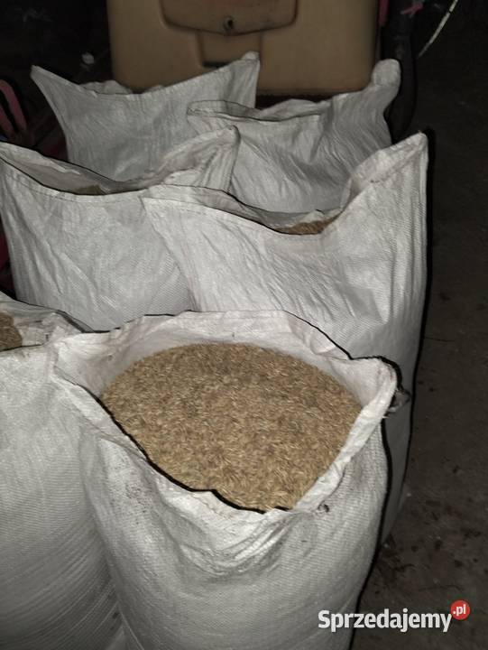 Sprzedam owies centrali Wola Blakowa