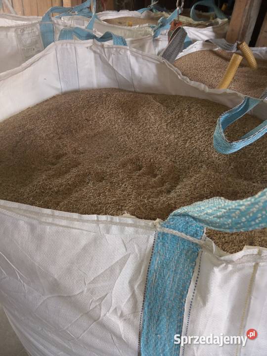 Owies bezluskowy Medynia Głogowska