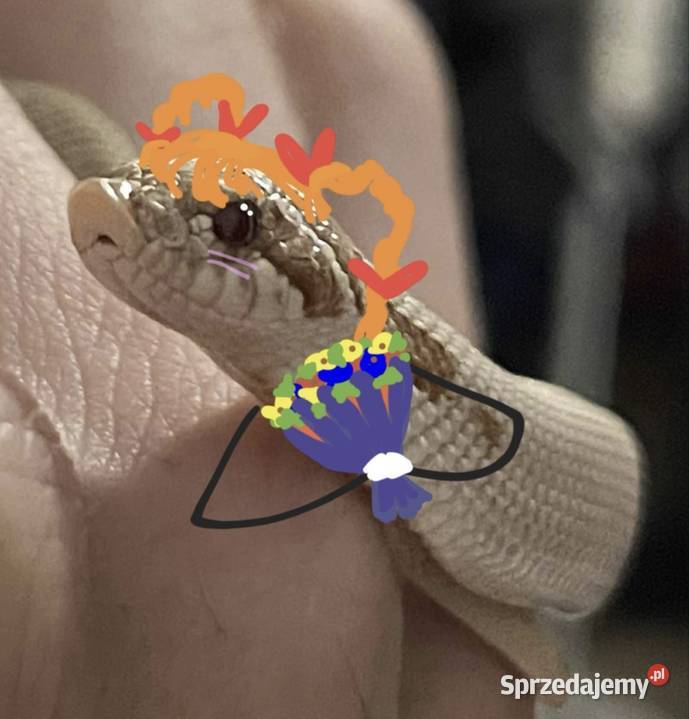 Wąż Heterodon nasicus Toffee Superconda Samica Gdańsk