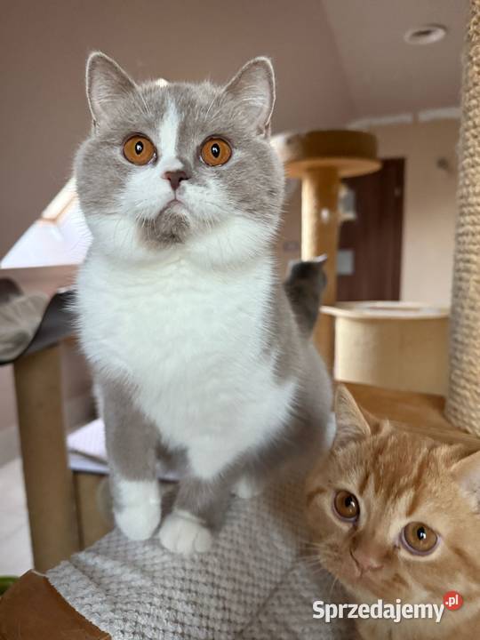 Piękna koteczka bicolorka z legalnej hodowli Brytyjski śląskie Dąbrowa Górnicza sprzedam