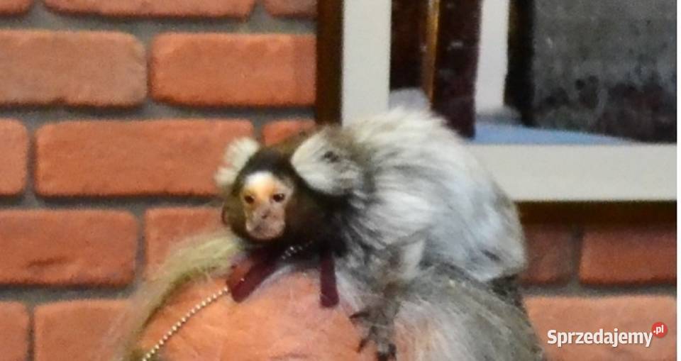 małpka Marmozeta Białoucha