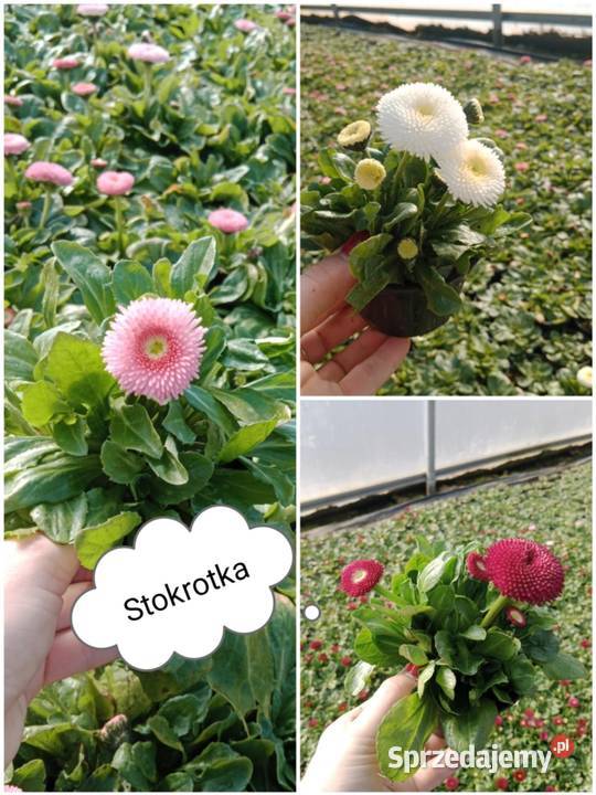 Truskawka powtarzająca owocowanie wisząca