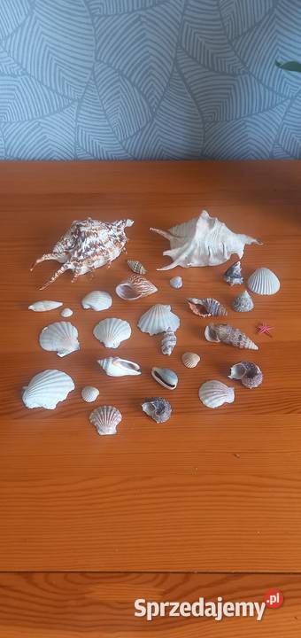 Muszle muszelki kolekcja 26 sztuk Małkinia Górna