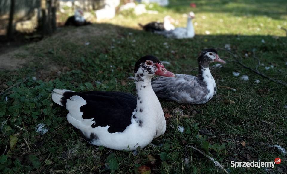 Kaczki i kaczorki francuskie piżmowe nieme warmińsko-mazurskie Giżycko