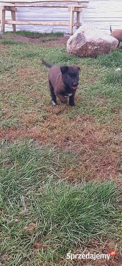 Owczarek Belgijski Malinois FCI Wrocław