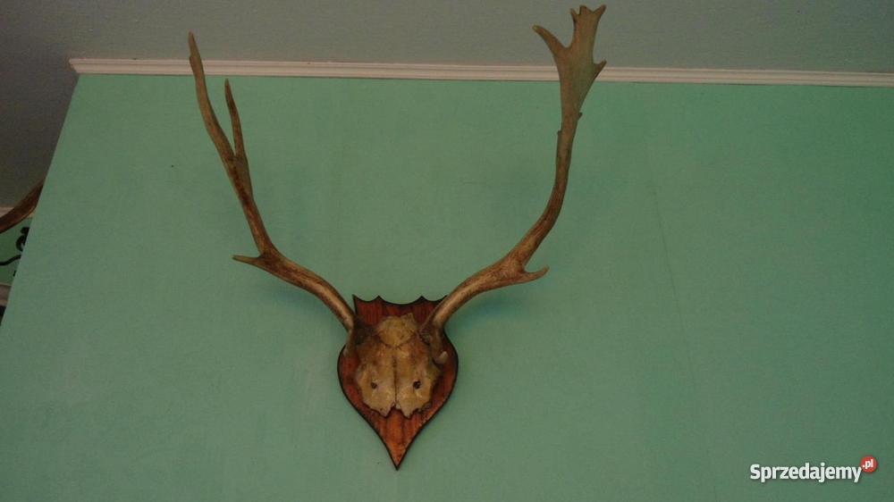 rogi jelenia daniela dolnośląskie Wrocław