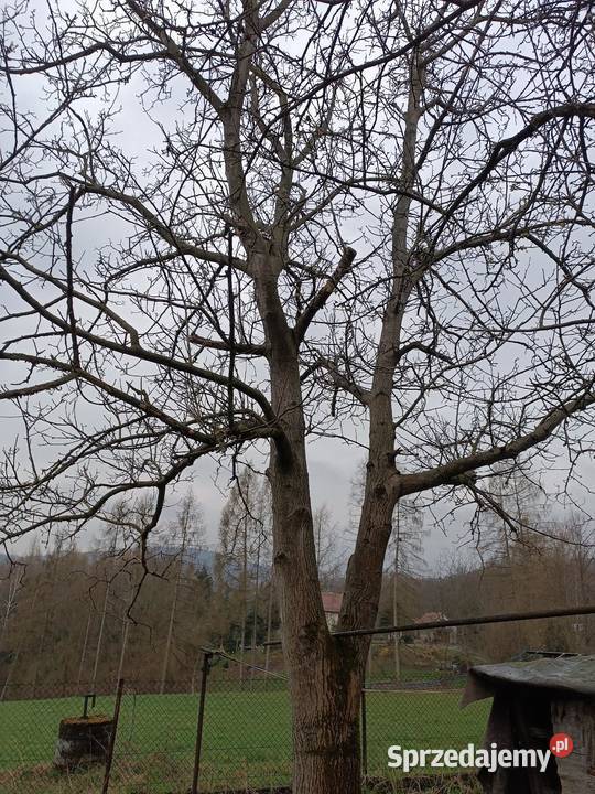 Drzewo orzech wloski Opał Pleśna