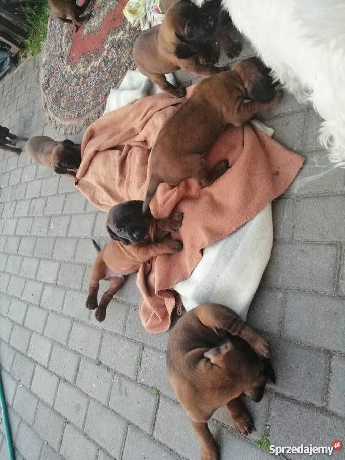 Posokowiec bawarski szczenięta zachodniopomorskie Ustronie Morskie