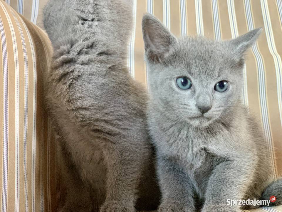 Kocięta Rrosyjskie Niebieskie WCF Łódź