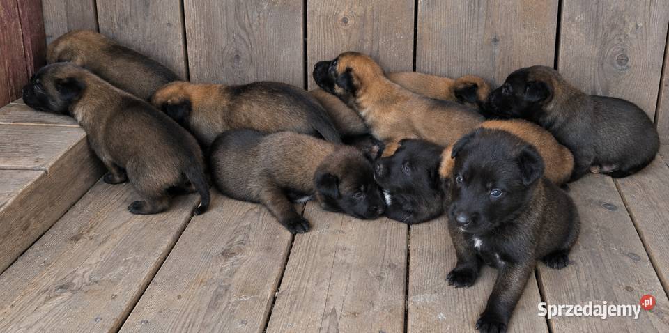 Owczarek belgijski malinois Owczarek małopolskie