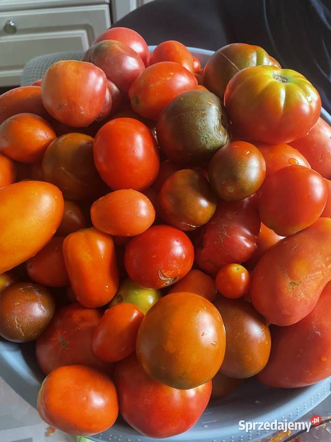 Naturalne ekologiczne pomidory mix odmian Lublin sprzedam