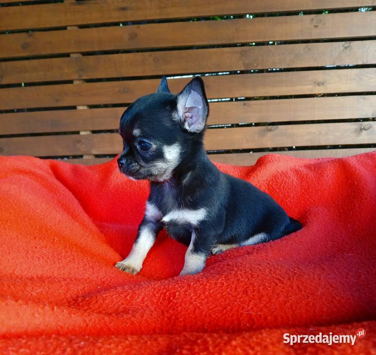 Piękne suczki chihuahua Płock