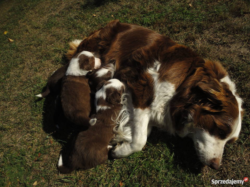 Super Border Collie Szczecin