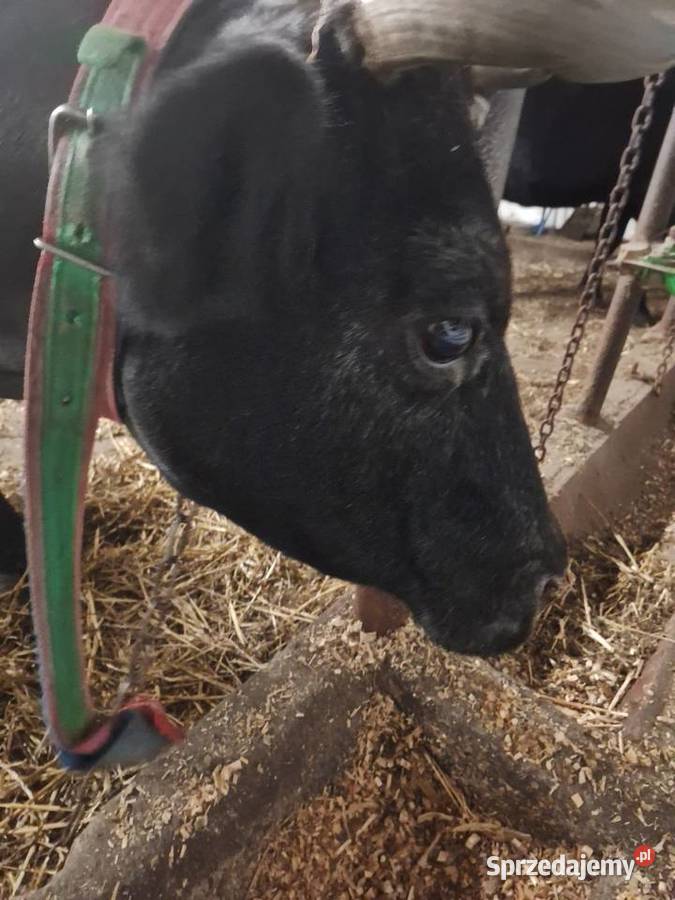 LIKWIDACJA STADA Myszyniec sprzedam